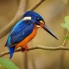 Lednacek modrohrbety - Alcedo meninting - Blue-eared Kingfisher o2428